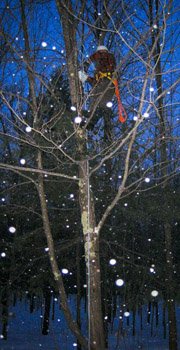 Arborist performing tree removal on a large pine tree.