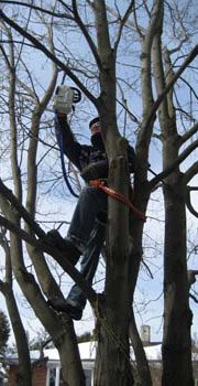 Professional safely pruning branches from a maple tree.